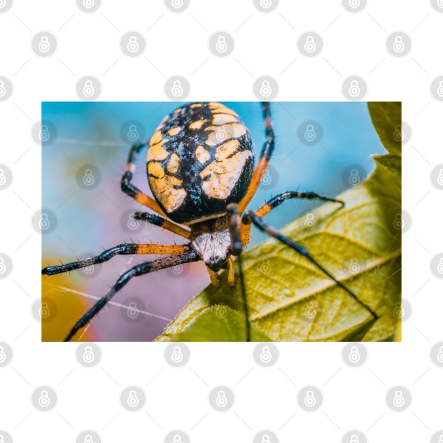 Black & Yellow Argiope Orbweaver Spider. Macro Photograph by love-fi