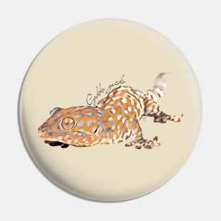 Tokay gecko with scientific name Pin