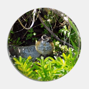 A Juvenile American Robin Hiding In A Bush Pin