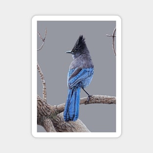 Steller's jay Magnet