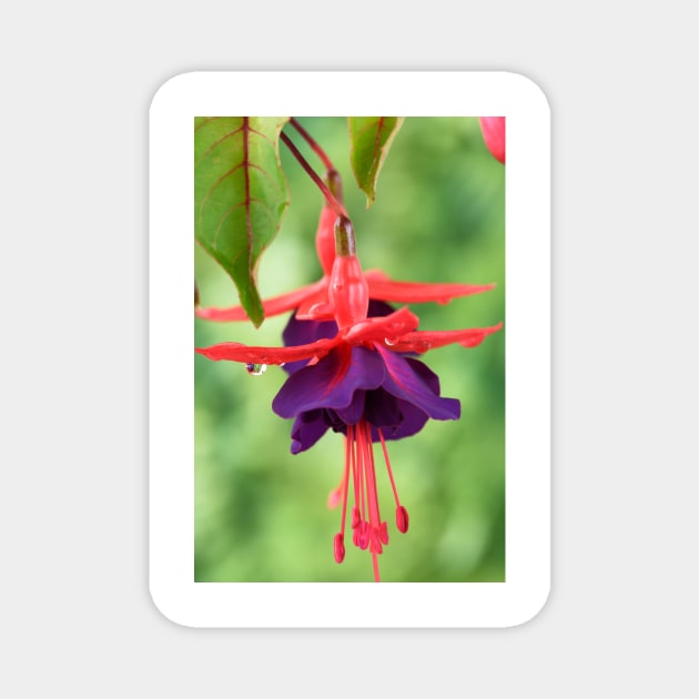 Fuchsia  FuchsiaBerry Magnet by chrisburrows