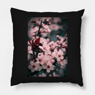 Sakura - Japanese Cherry Tree Blossoms Pillow