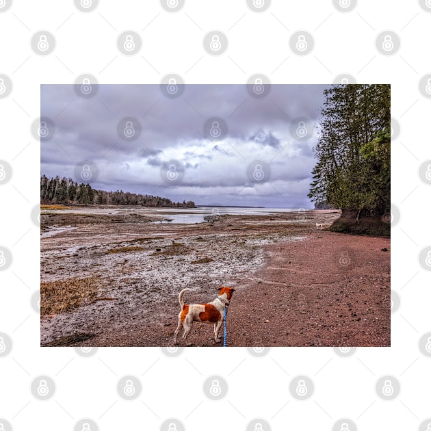 Two dogs at low tide in Perry Maine at Lewis cove in Dec, 2022 by AdonEast