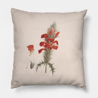 Acanthus Sennii Chiov by Luigi Balugani Pillow