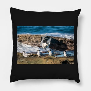 Crested Tern - Joining the Party Pillow