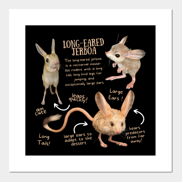 Animal Facts - Long-eared Jerboa - Animal Facts - Posters and Art Prints | TeePublic Animal Facts - Long-eared Jerboa - Animal Facts - Posters and Art Prints | TeePublic