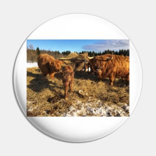 Scottish Highland Cattle Cow and Calves 1721 Pin