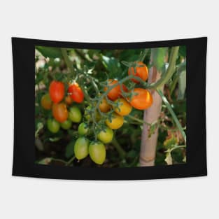 Date Tomatoes Ripening on Vine Tapestry