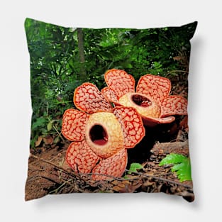 corpse lily, flower, red, rare flower, nature, rafflessia, rafflesia arnoldii- rafflesia flower Pillow