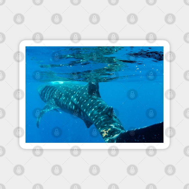 Whale Shark Caribbean Snorkel Swim Magnet by SafariByMarisa