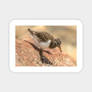 Oystercatcher Chick 02 Magnet