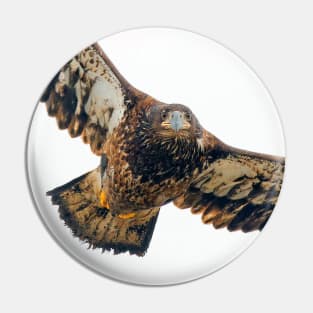 Breathtaking Flyby of a Young Bald Eagle Pin