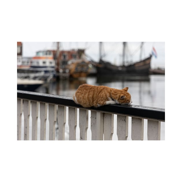 Cat on a Rail by Memories4you