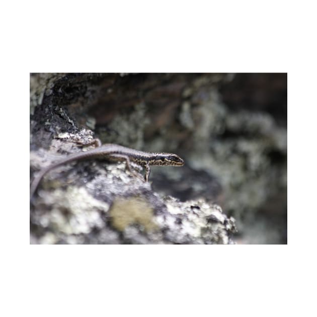 Grand Skink by TerraDumont