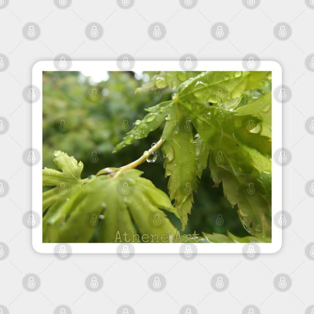Raindrops on Leaves Magnet by Athene Art