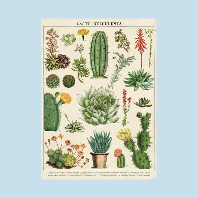 Botanical Cactus Chart Vintage by vintageinspired