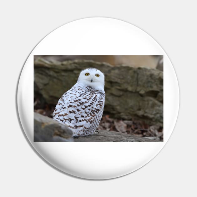 Snowy Owl Pin by Jim Cumming