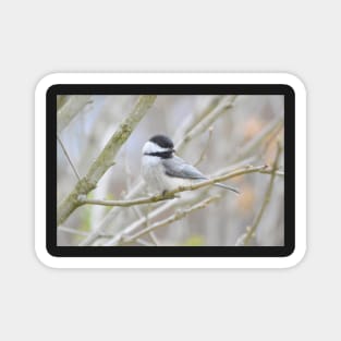 Chickadee-dee-dee Magnet