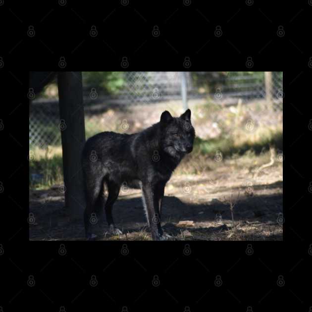 Black Wolf by MarieDarcy