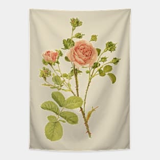 Tea Rose Flower Vintage Botanical Illustration Tapestry