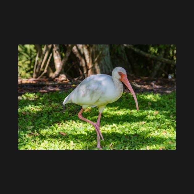 Hopping White Ibis by KensLensDesigns