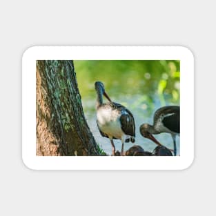 American white ibis in Florida Magnet