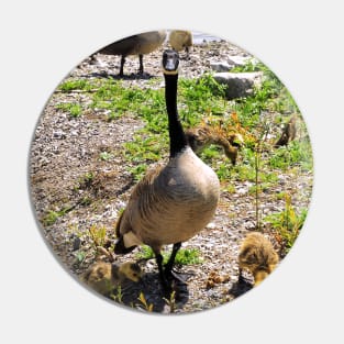 Canada Goose Watching Its Goslings Pin