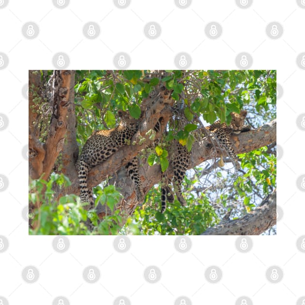 Two leopard cubs lounging in a tree by SafariByMarisa