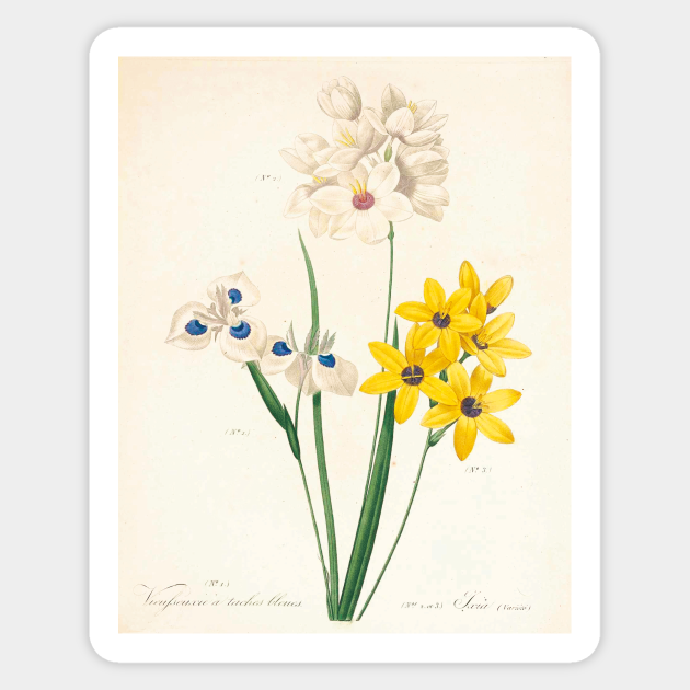 Vintage Flower Color Pencil Hand Drawing Flowers Sticker Teepublic We will be using pastel pencils and black paper; vintage flower color pencil hand drawing