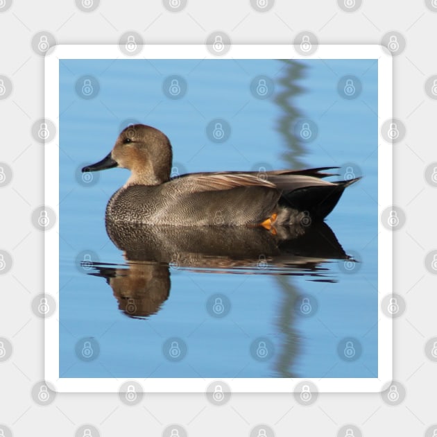 Gadwall Magnet by juliabohemian