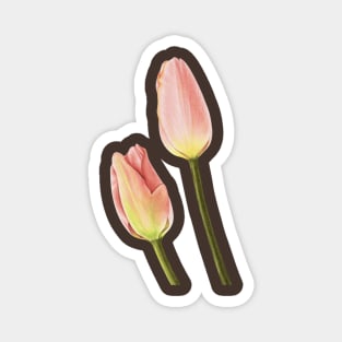 A pair of pink tulips Magnet