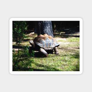 Tortoise on the Run Magnet