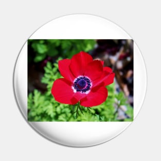 Red Anemone Pin