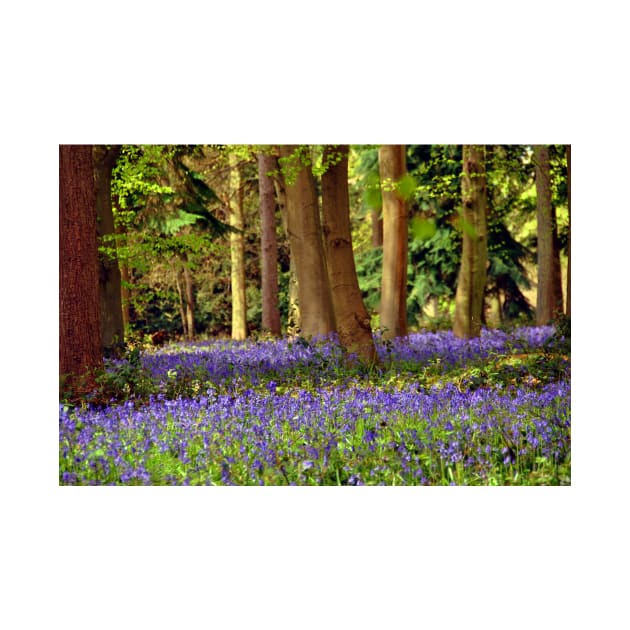 Bluebell Woods Basildon Park Reading by AndyEvansPhotos