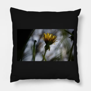 Back-lit Dandelion Flower Pillow