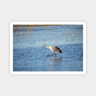 Sandhill Crane Wading thru Malheur NWR Magnet