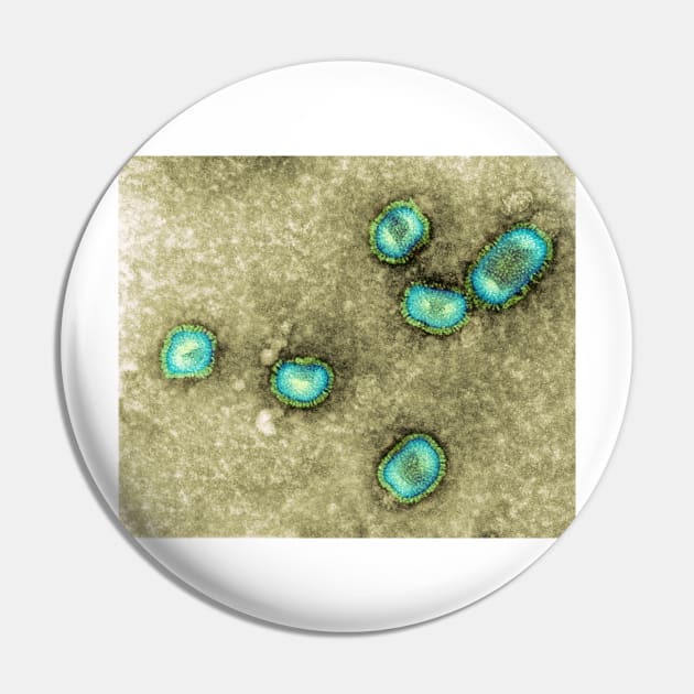 Influenzavirus B, TEM (M055/0432) Pin by SciencePhoto