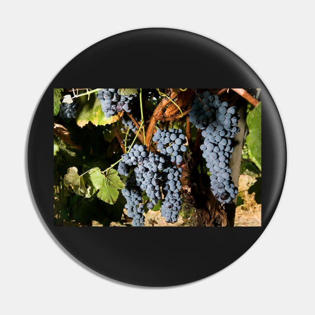 Grape Vineyard 2 Pin by Bravuramedia