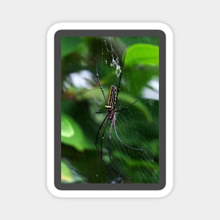 Orb Weaver Magnet