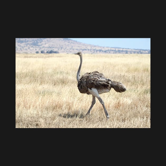 Female Ostrich,  Serengeti, Tanzania by Carole-Anne