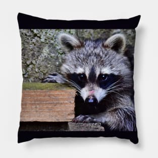 My Raccoon Pillow