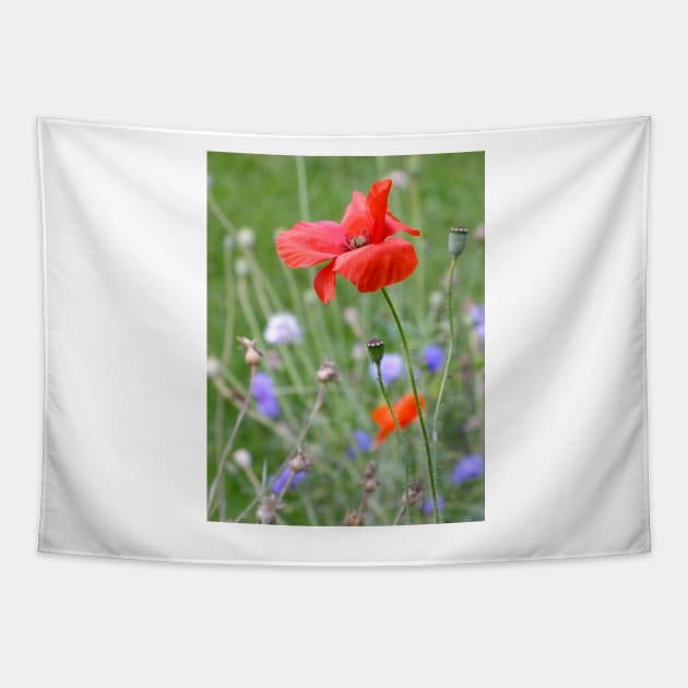 Red Poppy Tapestry by pinkal