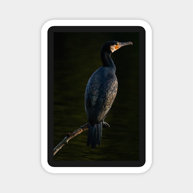 Cormorant Magnet by Z Snapper