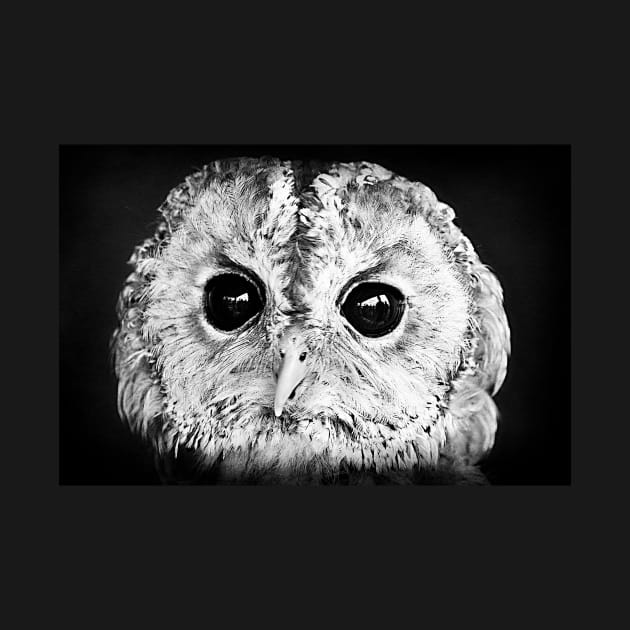 Little Tawny Owl by AlexaZari