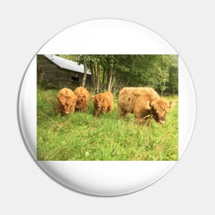 Scottish Highland Cattle Calves 1510 Pin