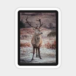 'Frosty Autumn Highland Stag', Glen Etive, Glencoe. Magnet