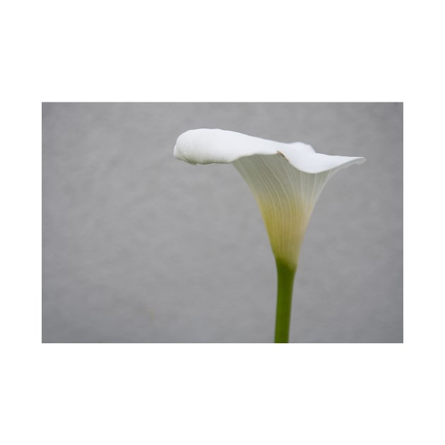 Calla Lilly by graphius