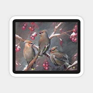 Cedar waxwings Magnet