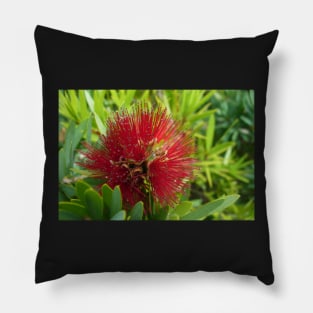 Red Bottlebrush Flower Pillow