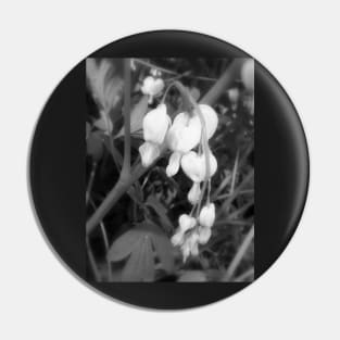 white bleeding hearts, black and white Pin